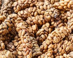 Gambar Kopi Luwak beans