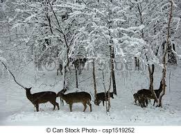 Image result for deer in the snow