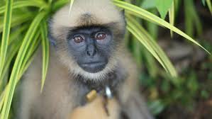 Image result for MONKEYS