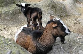 Image result for GOAT