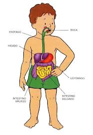Resultado de imagen para cuerpo humano