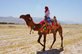 Image result for IRAN HORSES