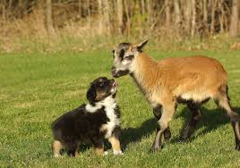 Image result for GOAT