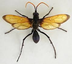 Image result for Tarantula Hawk