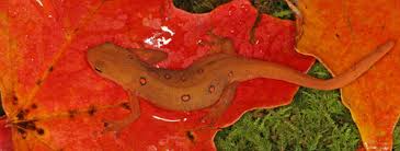 Image result for organisms and their environment