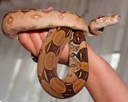 Jiboia