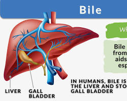 Image of Bile