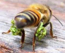 Image result for propolis