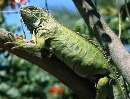 Image result for iguanas