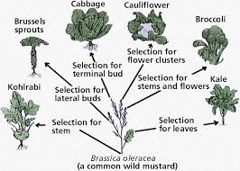 Image result for organisms and their environment
