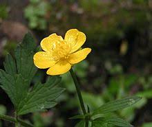 Buttercups - Wikiquote via Relatably.com