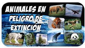 Resultado de imagen de DIBUJOS ANIMALES PELIGRO EXTINCION