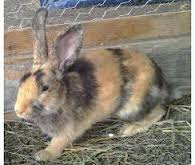 Image result for harlequin rabbit