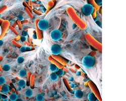 Imagen de microscope looking at bacteria, representing the microbiota