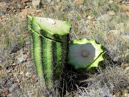 Image result for saguaro cactus
