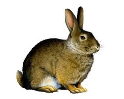 Image result for RABBIT