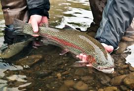 Image result for beautiful rainbow trout
