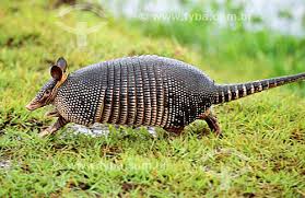 Resultado de imagem para pantanal matogrossense