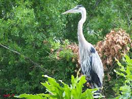 Most beautiful birds in the World