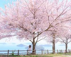 紫雲出山の桜の画像