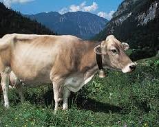 Image of Brown Swiss cow