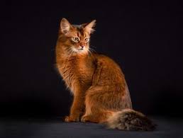 Bildergebnis für orangene katze
