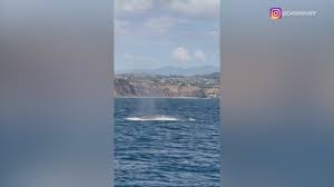 Video captures first blue whale sighting of the season off Dana Point