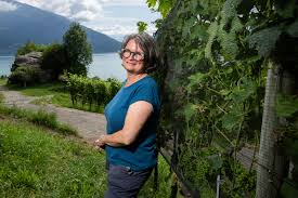 «Eine Plage von fast biblischem Ausmass»: Weinbaubetriebe fürchten totalen Ernteverlust