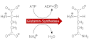 Glutamin synthetase