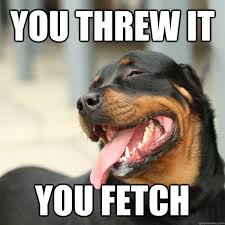 Image result for Animal Meme