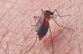 Image result for mosquito