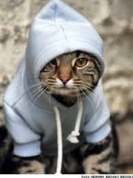 Image result for rapping cat