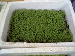 Image result for RAU MẦM CẢI XANH