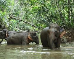 Image of Elephant trekking in Mondulkiri, Cambodia