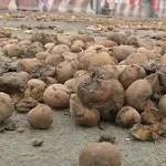 Farmers dump quintals potato outside