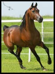 Image result for HORSE