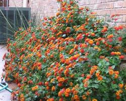 Image of Texas Lantana tree