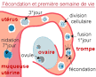 Braxton Hicks contractions - BabyCentre