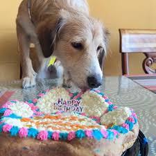 Panadería Canina PanCan | Pelusa,Azul y Nena celebrando su cumpleaños en familia con una Sabrocan Mediana #panaderiacanina !!! 🌟🎂🐶❤️ Consiente a tus peluditos de... | Instagram
