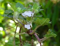 Image result for Ajuga lobata