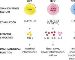 ILC Subsets
