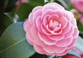 Resultado de imagen de flores