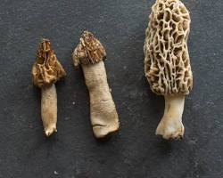 Image of HalfFree Morel Mushroom