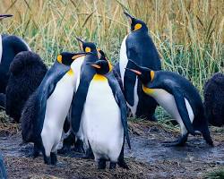 Image de Pingouins en Patagonie, Argentine