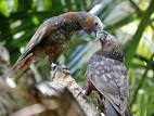 Kaka 2 parrots talking to each other <?=substr(md5('https://encrypted-tbn3.gstatic.com/images?q=tbn:ANd9GcRnjjgDViL14Aet0MJV65LvqdOUCfa6Tp5cwDpWekCn4tUbeuEIbB6Kqj_V'), 0, 7); ?>