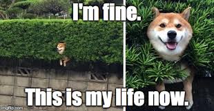Image result for Im fine meme