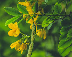 Image of Senna tree Egypt