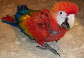 Image result for baby macaw parrot for sale