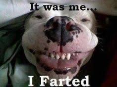 Bildresultat för funny smelly picture