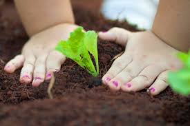 Resultado de imagem para plantando sementes